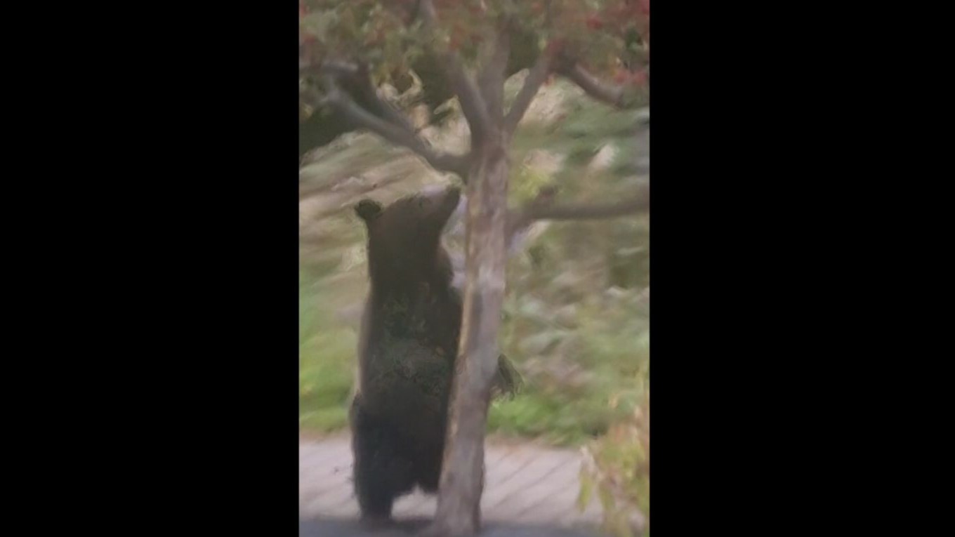 現場近くでクマ1頭を駆除