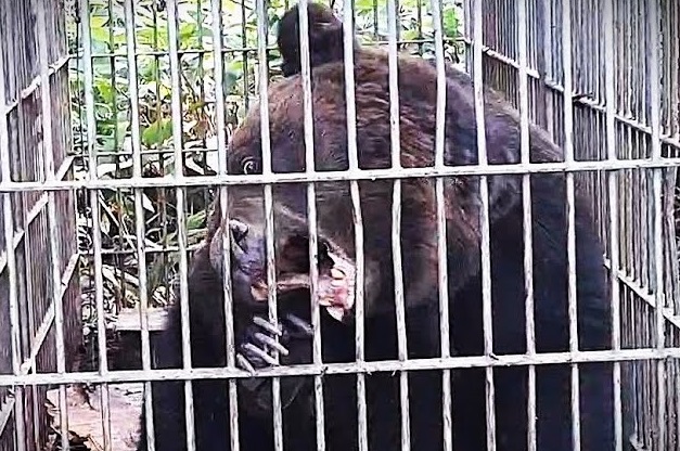 箱わなにかかったヒグマ (北海道猟友会砂川市部 提供)