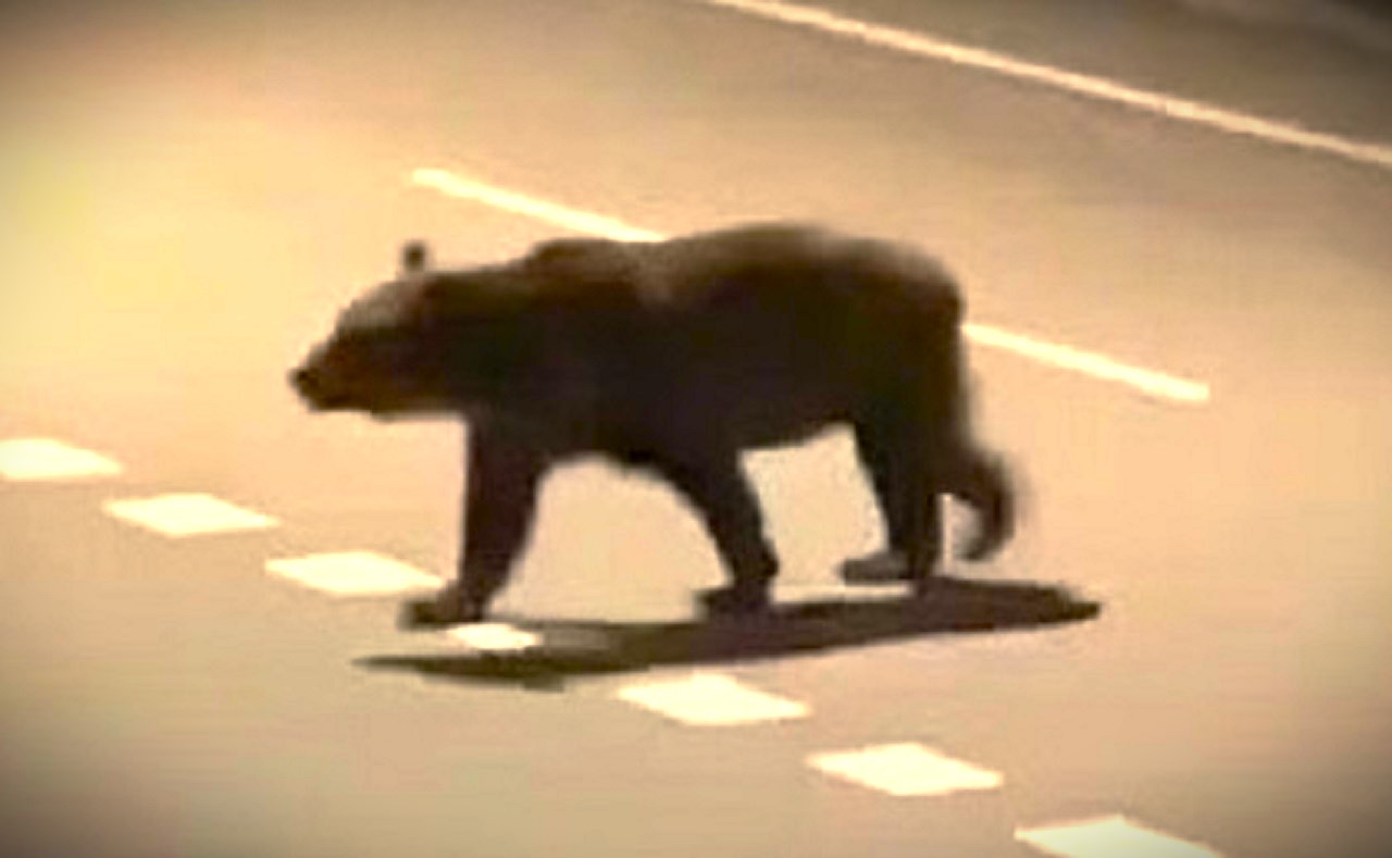 福島町では新聞配達中の男性が襲われ死亡