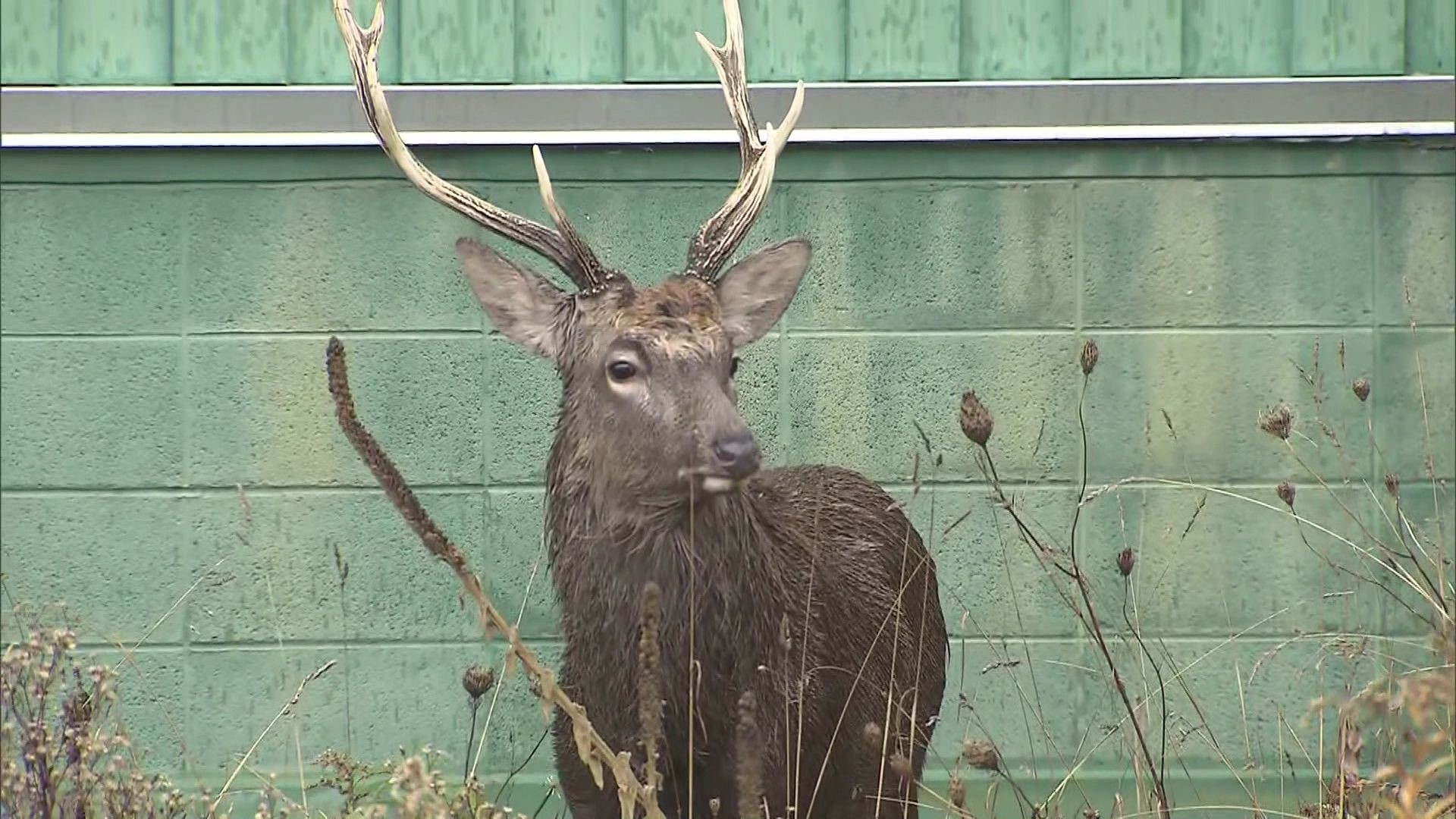 【エゾシカ速報】通報から5時間半以上オスジカ2頭が“居座る”3歳ぐらいと1~1歳半ぐらいか…高速道路の高架下で通行量が多い場所「なぜこんなところに」近隣住民も驚きと不安〈北海道札幌市〉