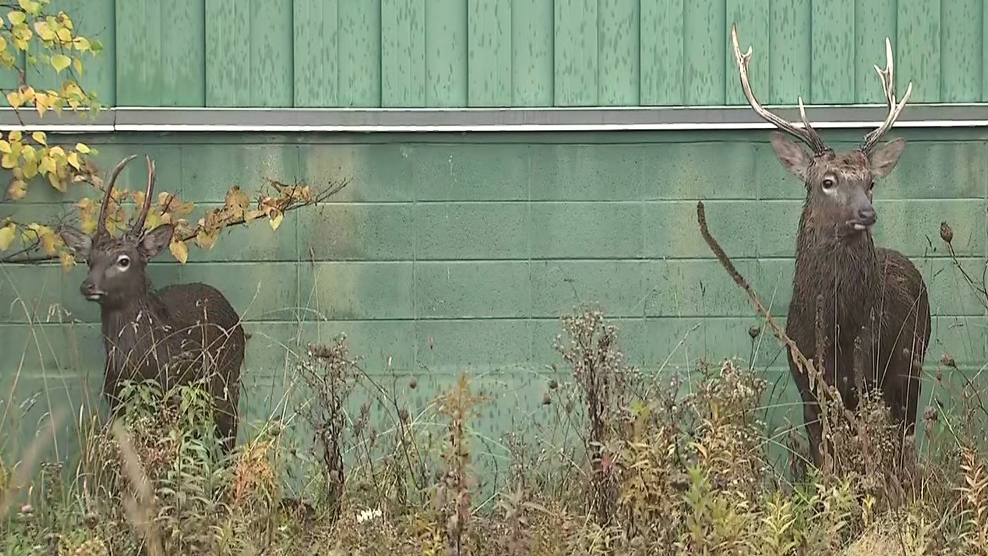 10月29日(水)北海道 #お昼のニュース