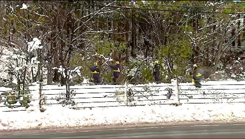  倒木の撤去作業