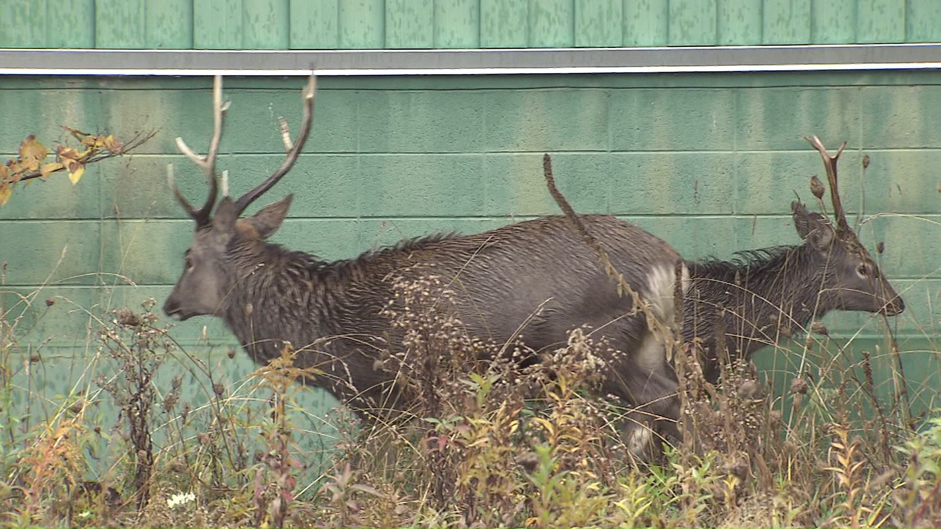 札幌市東区東苗穂5条1丁目（午前7時半ごろ）