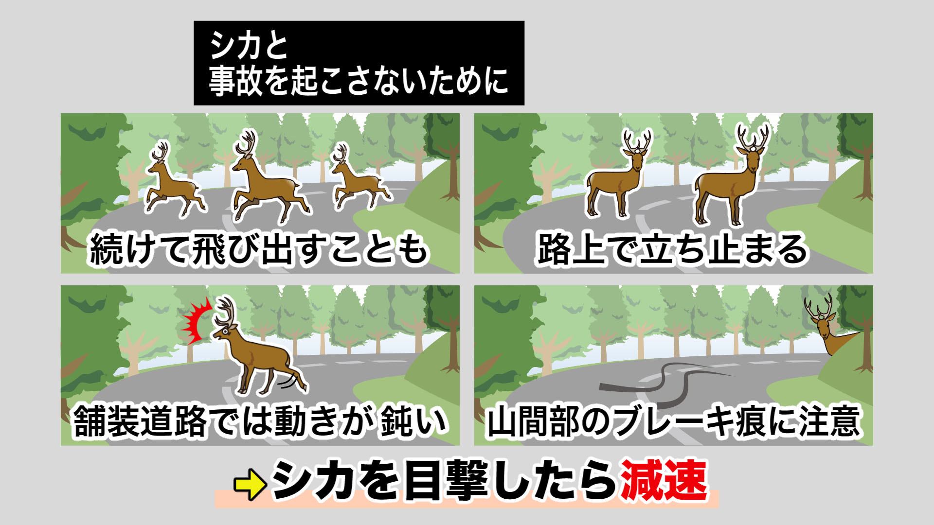 もしシカを目撃したら？