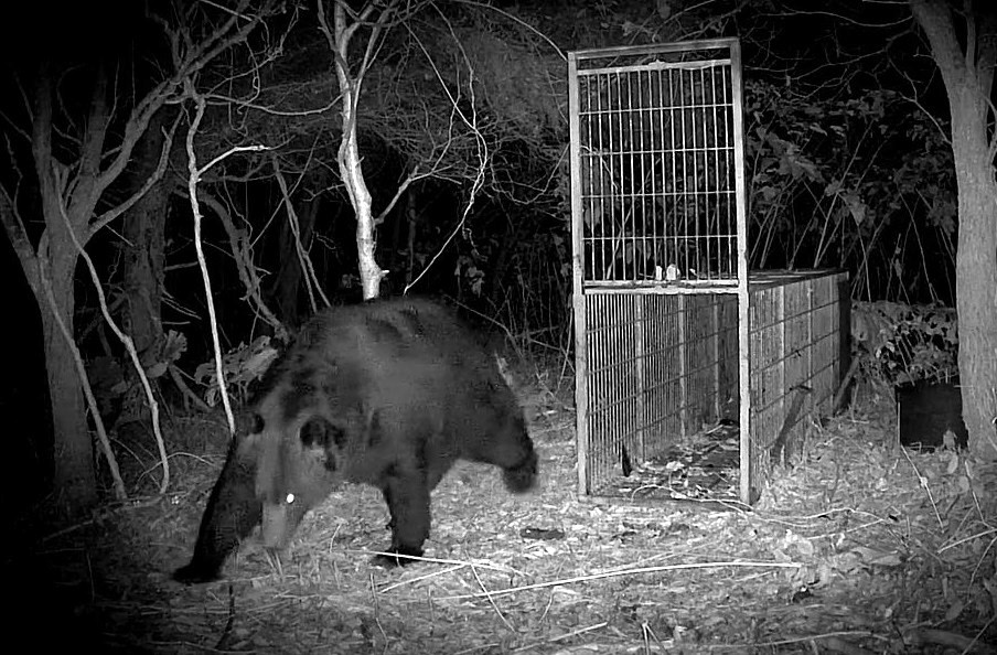 箱わなに入りきらないほどの大きさ かなり用心深いという