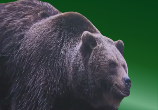 国内最大の陸上動物エゾヒグマ