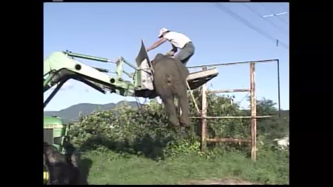 2009年9月 デントコーン畑で駆除 約300キロ