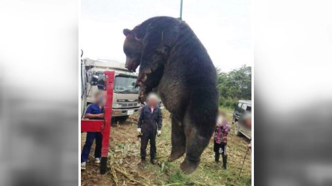 2015年9月　紋別市のトウモロコシ畑で駆除　約400キロ