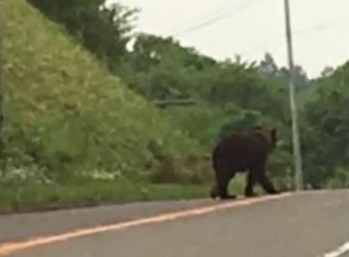 2016年7月　雄武町　軽乗用車くらいの大きさ