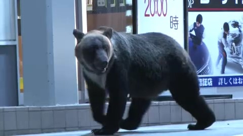 札幌市南区のガソリンスタンドに現れたクマ(2019年)