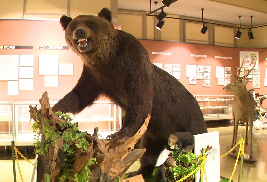 史上最大級のヒグマ「北海太郎」(苫前町郷土資料館)