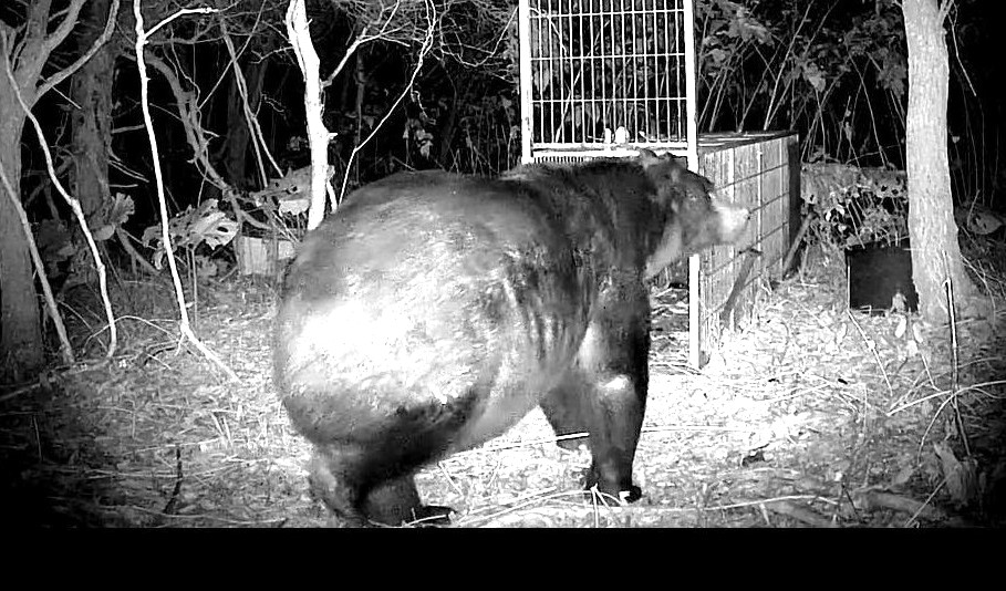 北海道ヒグマ烈伝】“推定400キロ”の巨大なクマが苫前町に出没―語り継が