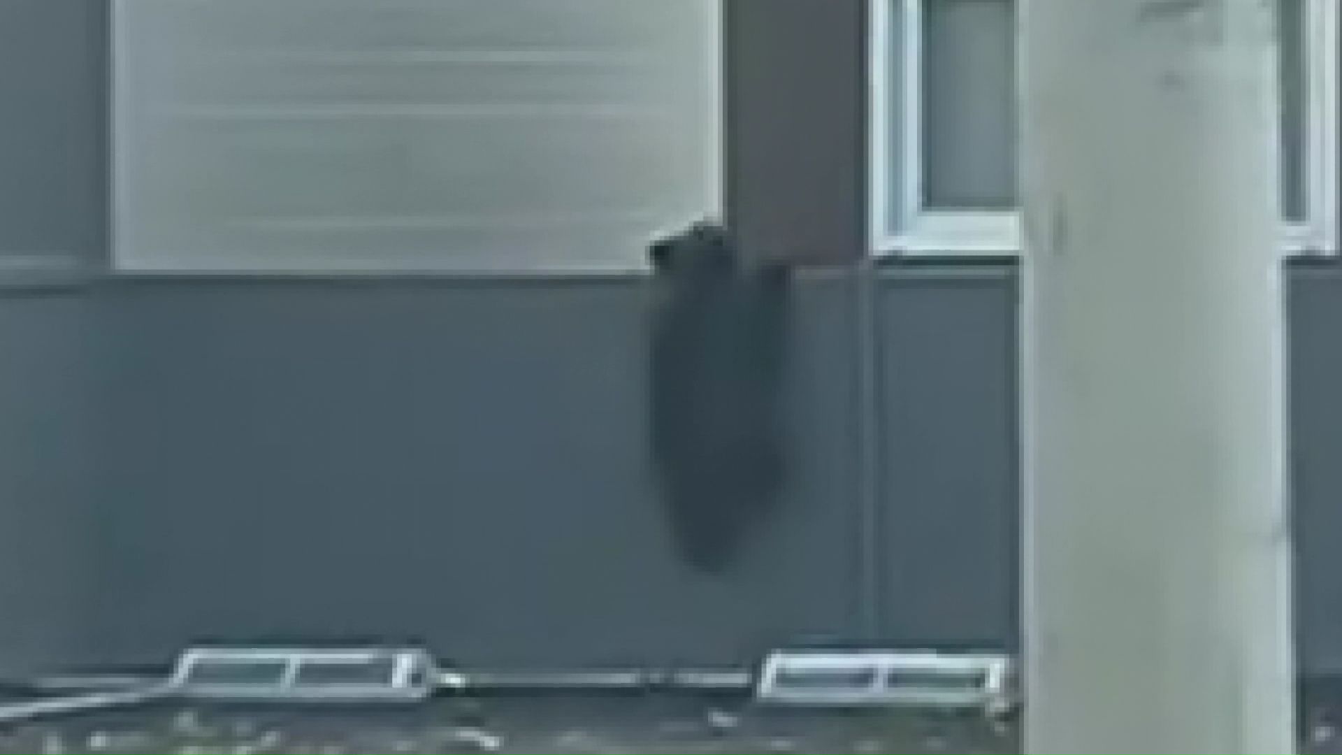 南区藤野の住宅街を5時間徘徊した子グマ(撮影:視聴者)