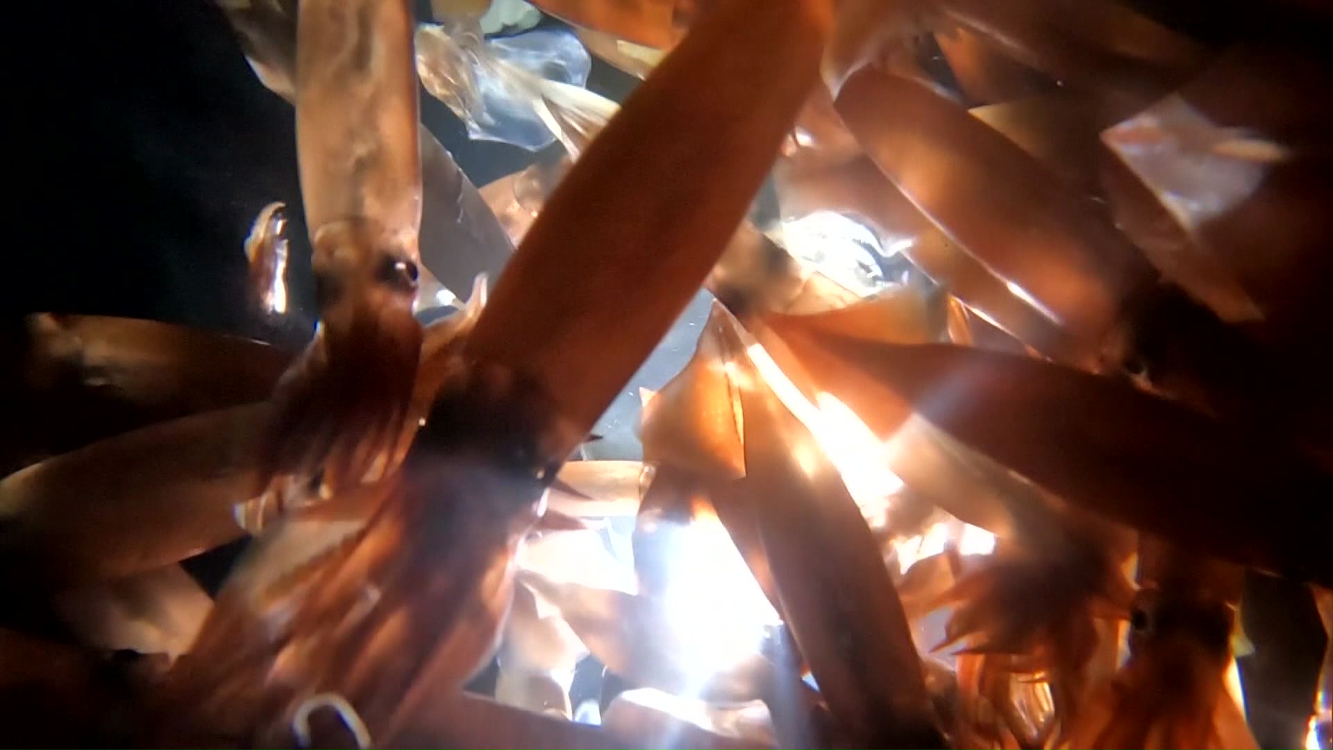 青森県では三沢沖や八戸沖などでスルメイカ漁が好調だった(イメージ画像)