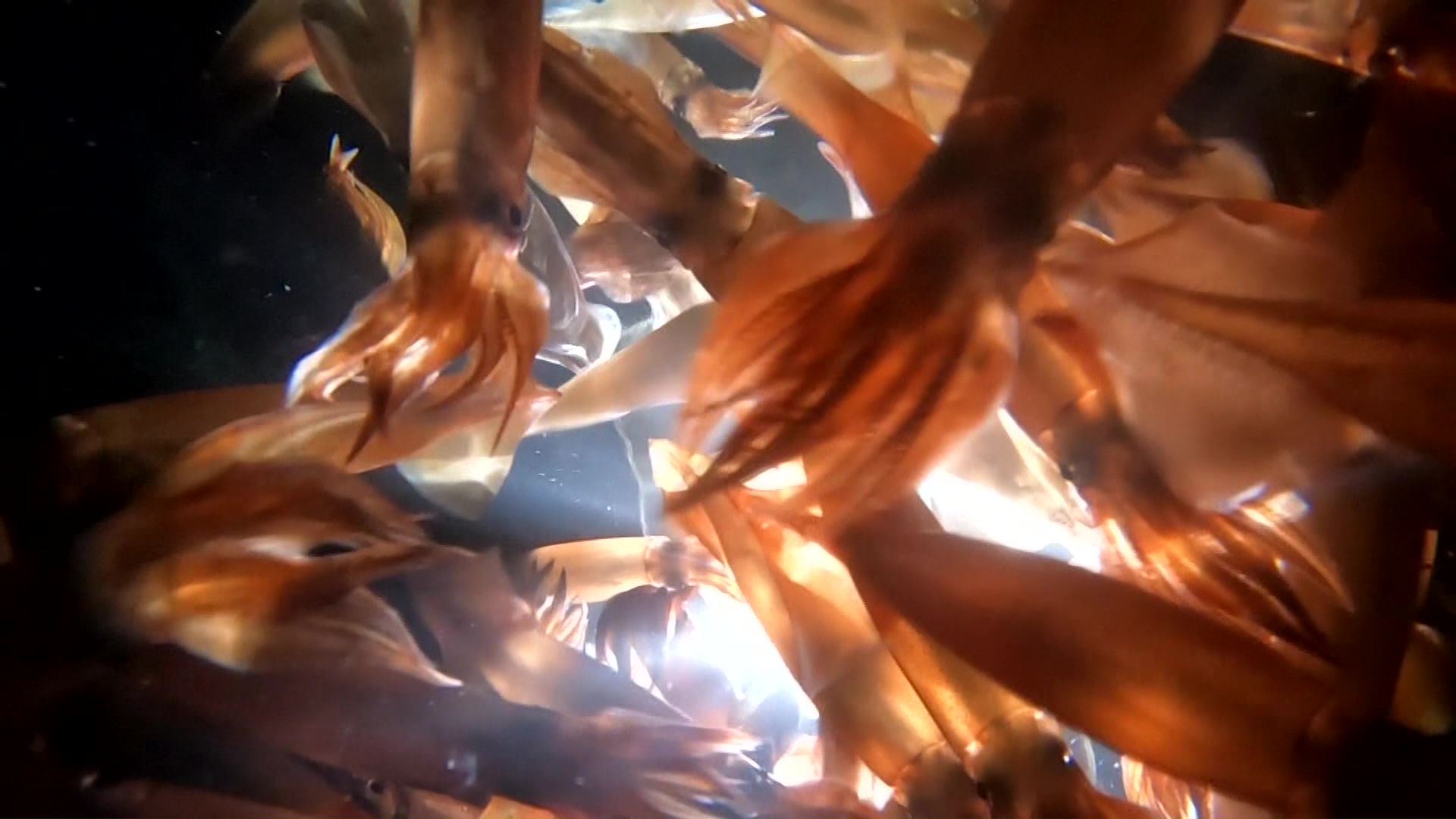 休漁が続くスルメイカ漁（イメージ画像）