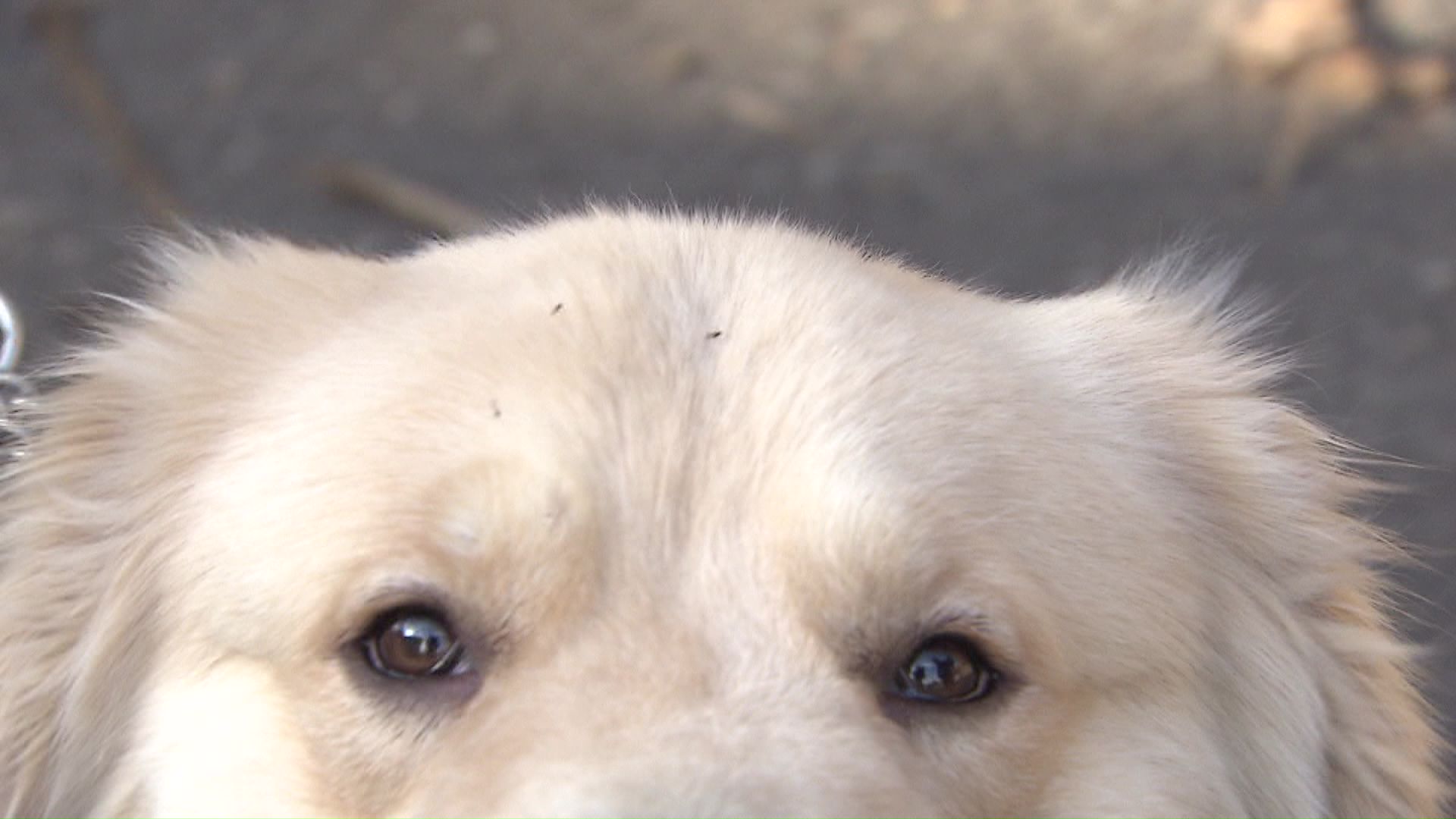 雪虫がワンちゃんの頭にも