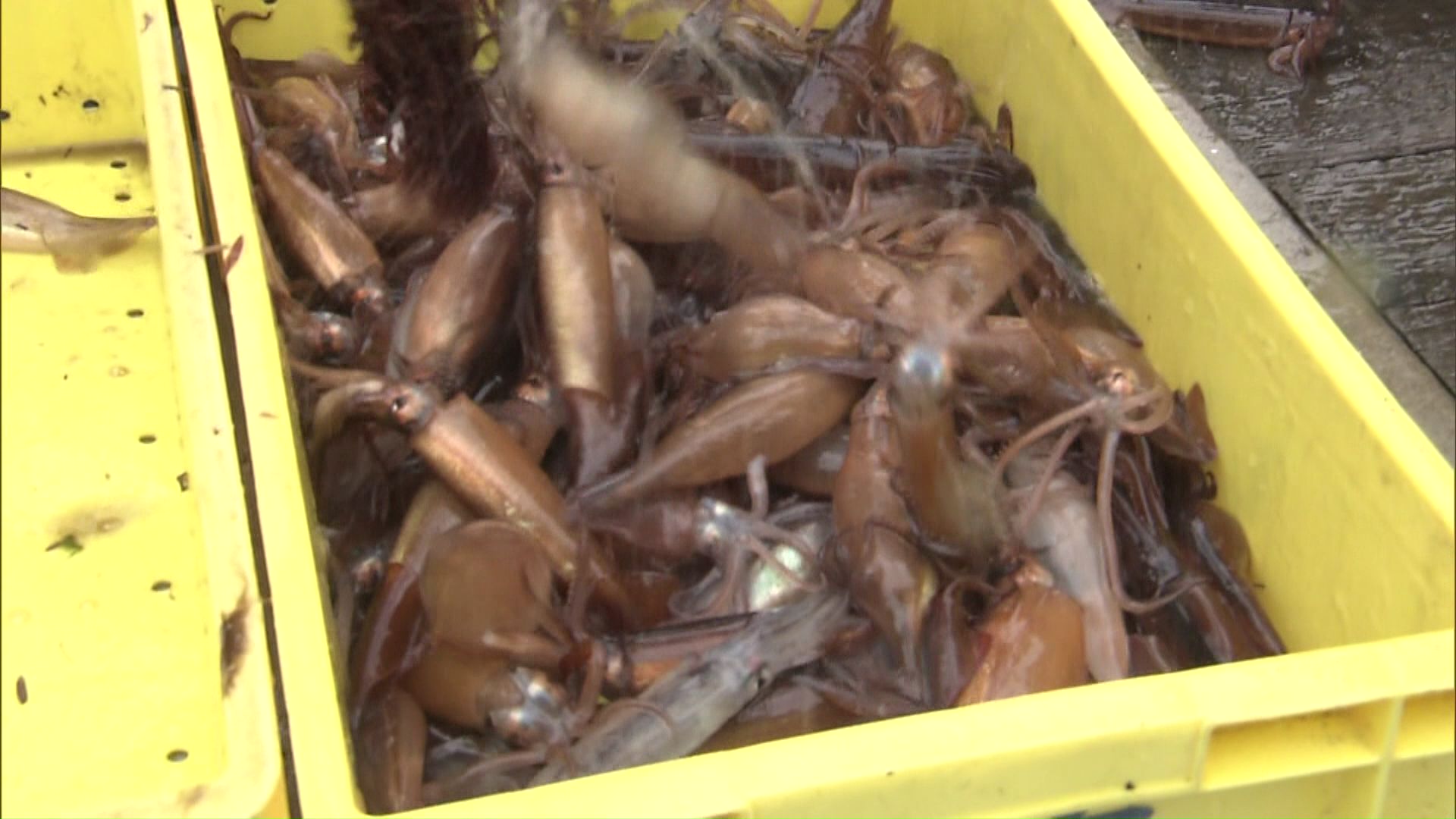 スルメイカ禁漁は2026年3月末まで続く見通し