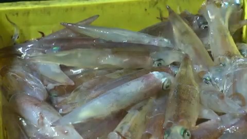 ヤリイカは早朝に水揚げされた