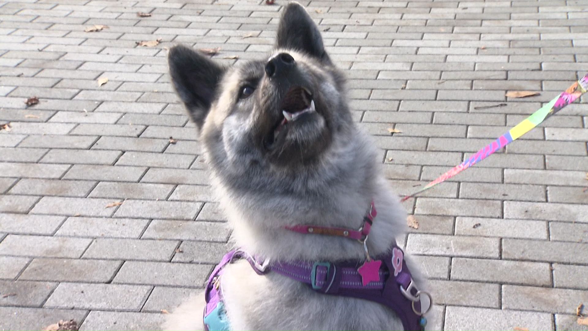 「サリ」改め「はなちゃん」とご挨拶