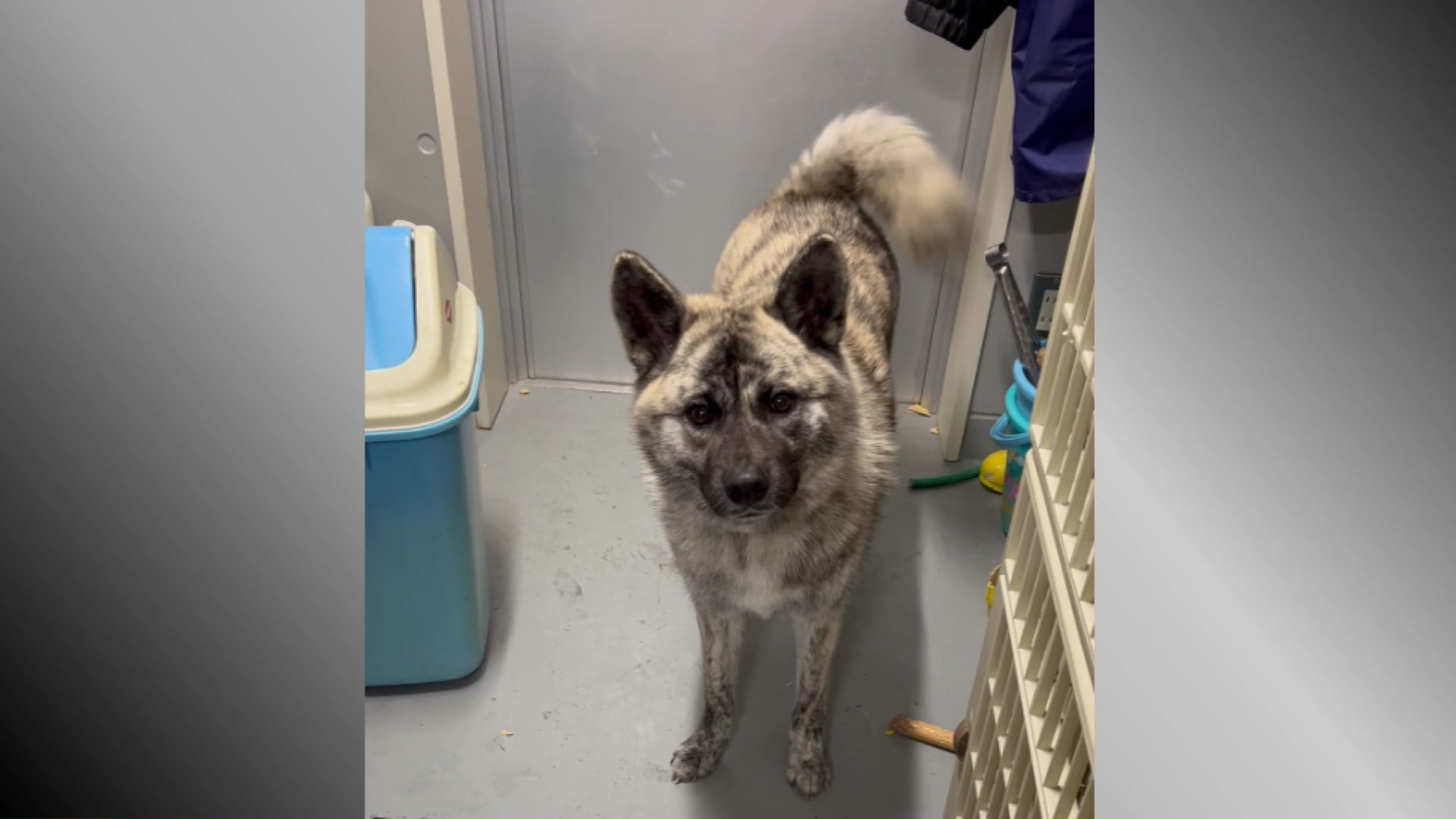 出会ったばかりの頃のはなちゃん(提供:佐藤さん)