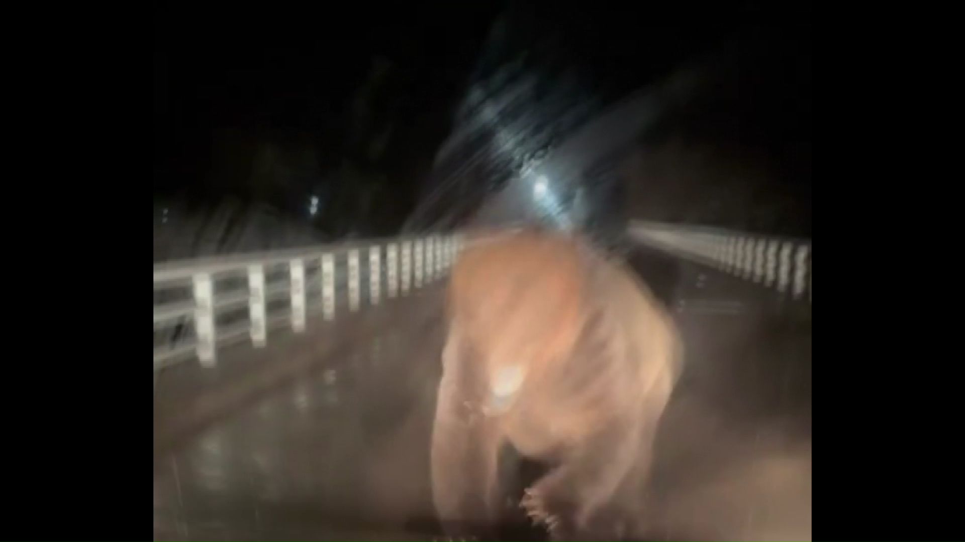 一直線に突進してくるクマ(提供:視聴者)