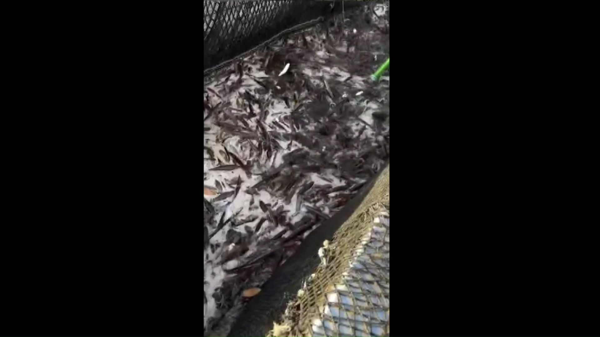 定置網漁の様子（提供：ツガイナカ中村漁場）