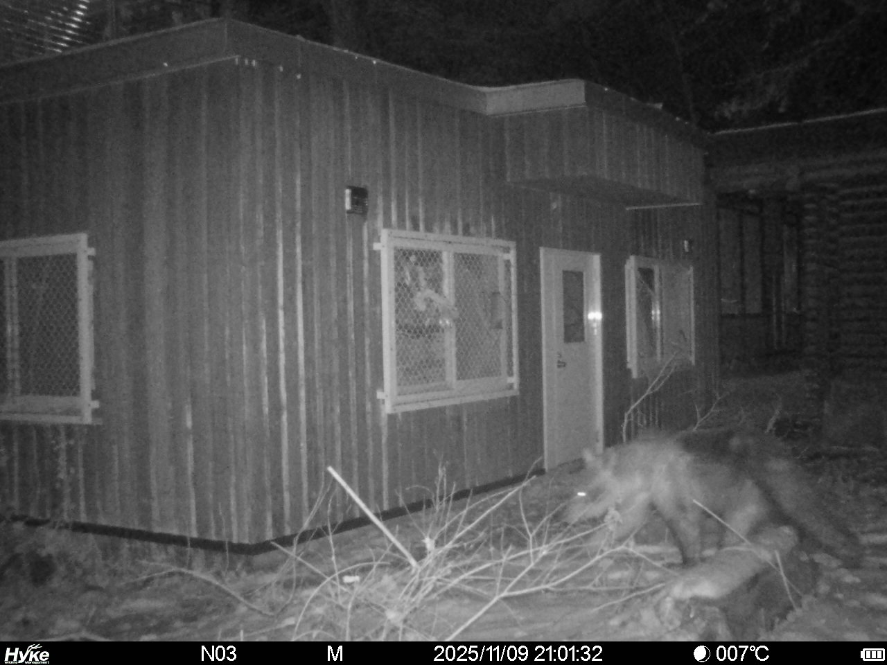 野生復帰施設付近で撮影されたヒグマ(提供:札幌市)