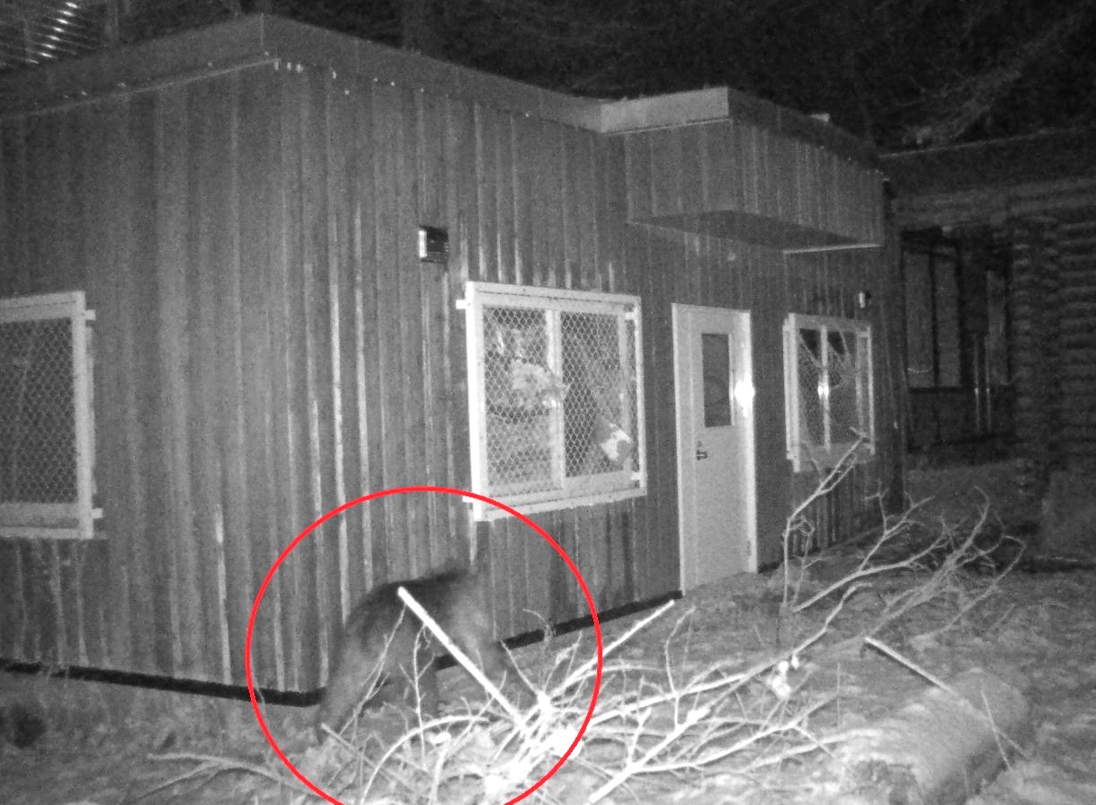 施設に近づくクマ（提供：札幌市）