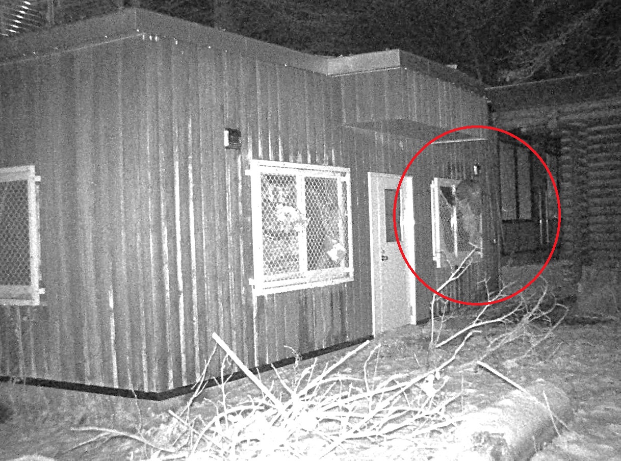 金網をよじ登るクマ（提供：札幌市）