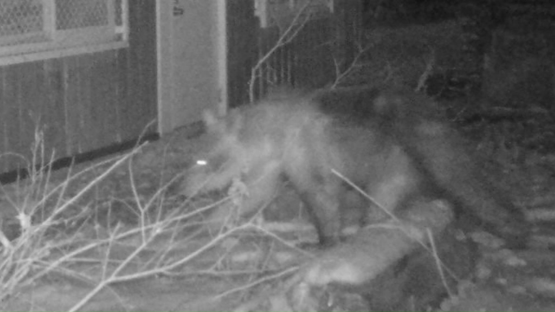 9日に円山動物園内で目撃されたクマ（提供：札幌市）