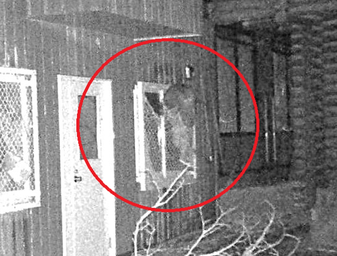 11日に撮影されたクマ(提供:札幌市)