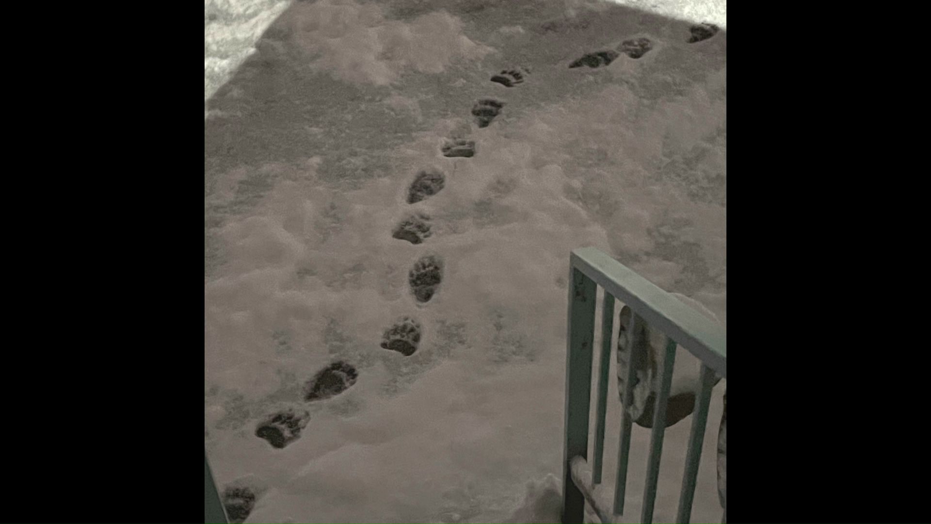 未明に発見した足跡(撮影:視聴者)
