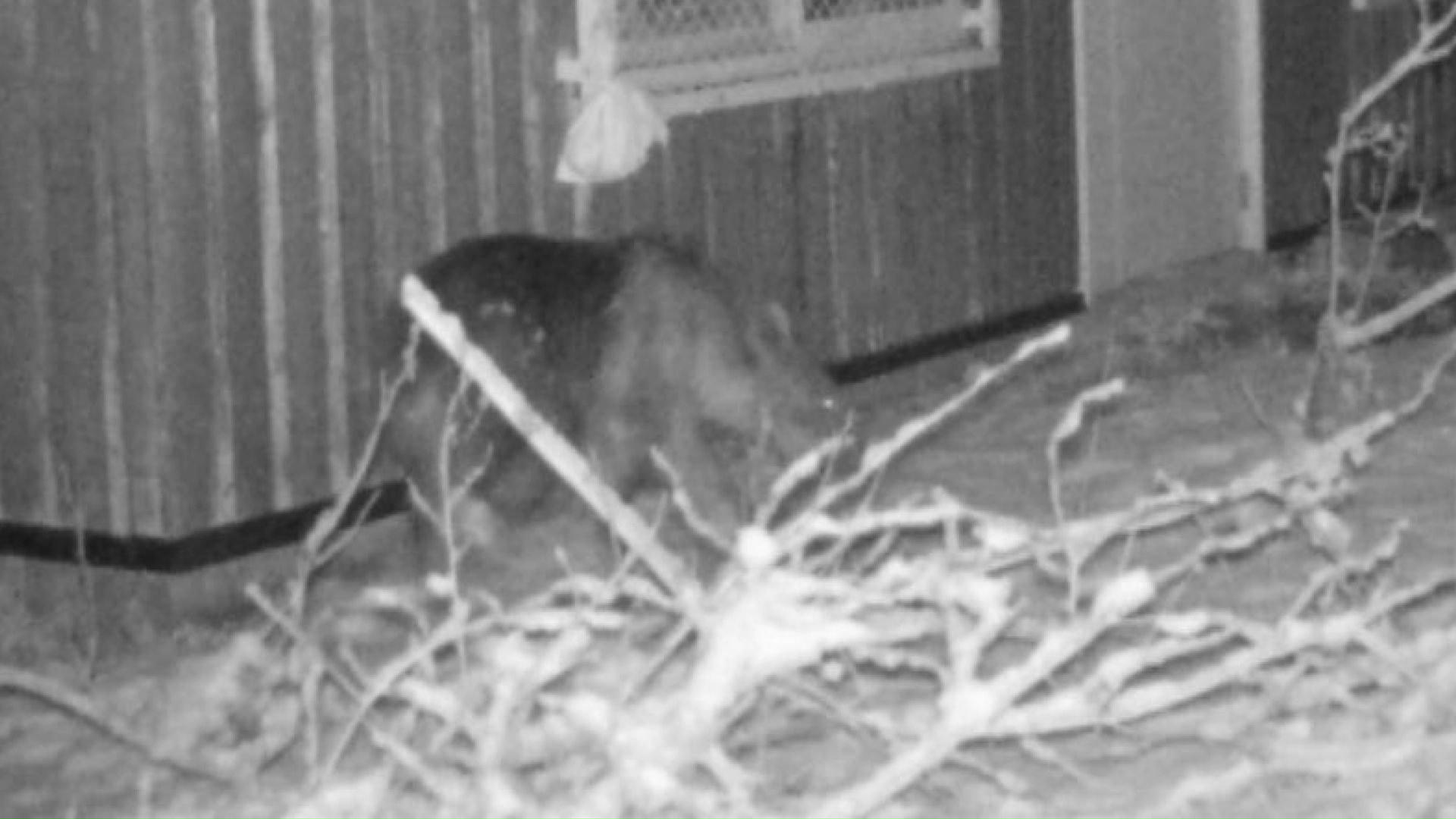 動物園に出没したクマ