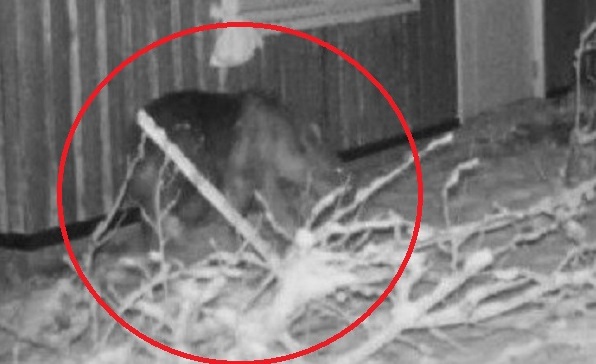 園内で撮影されたクマ（提供：札幌市）