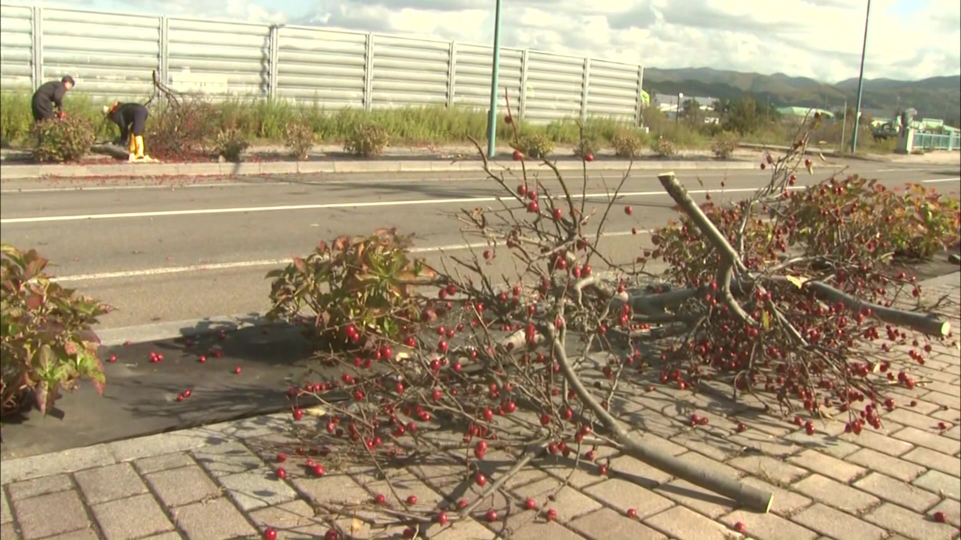 伐採された街路樹