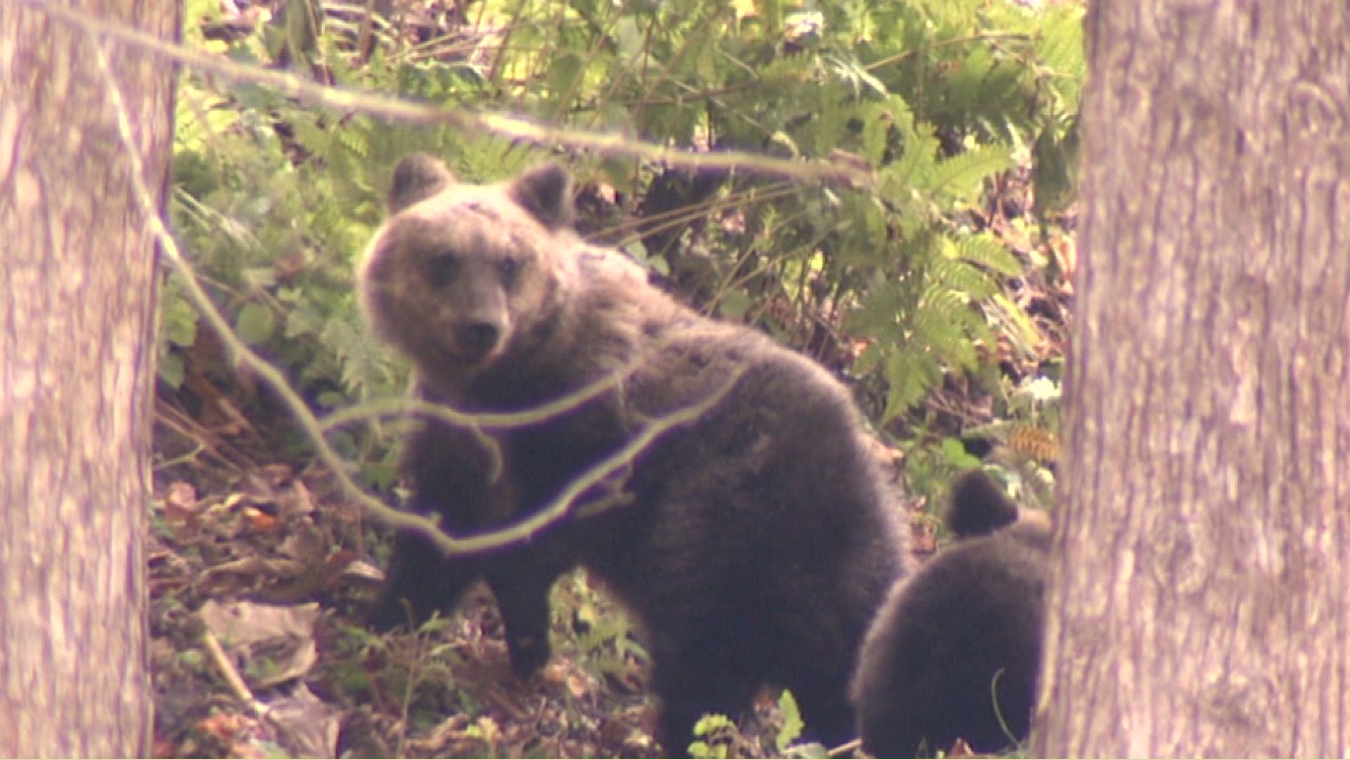 目撃されたクマ