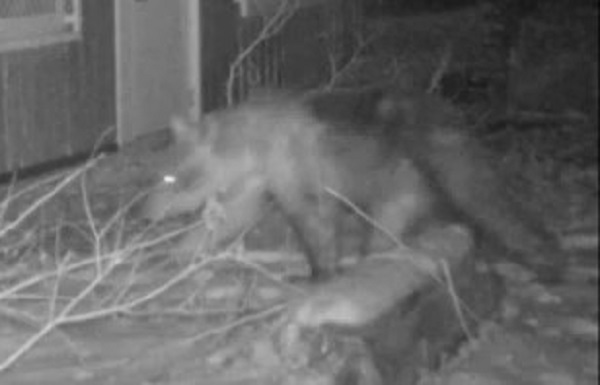 園内に出没したクマ（提供：札幌市）