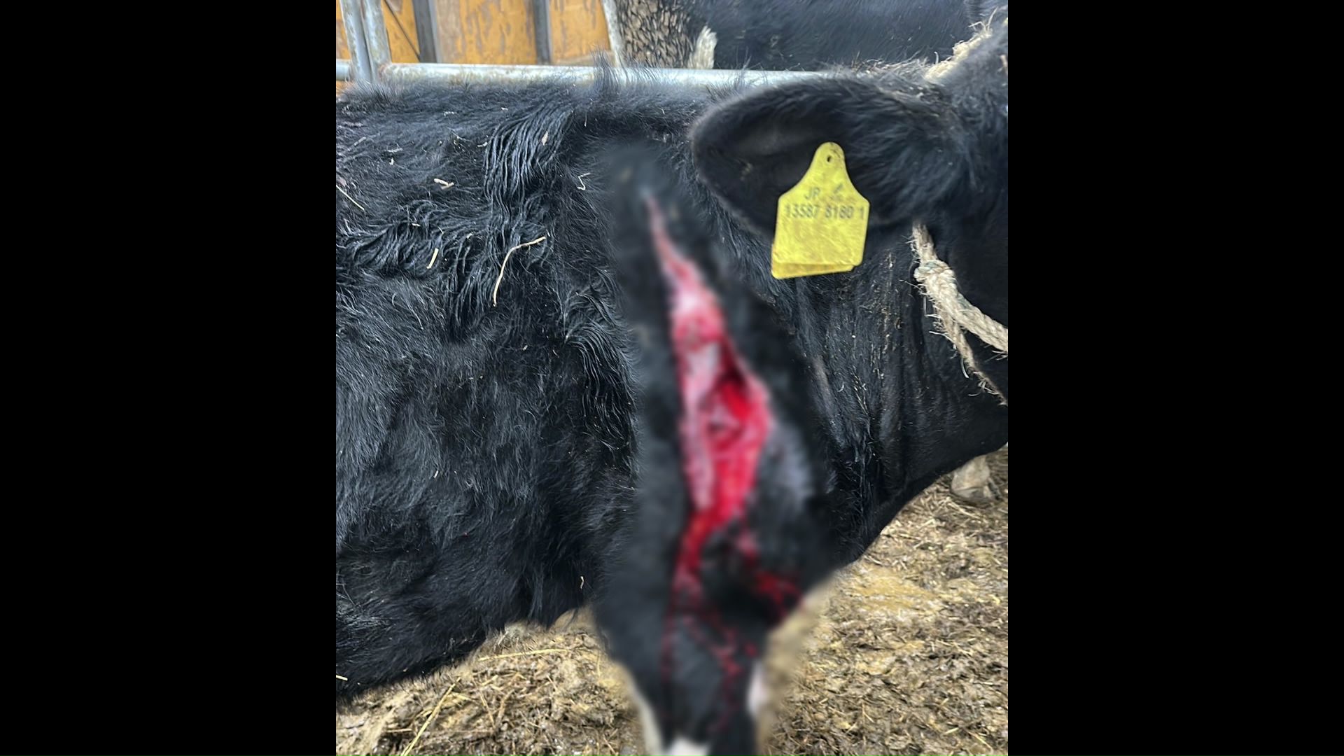 ケガをしたウシ(提供:NS牧場)