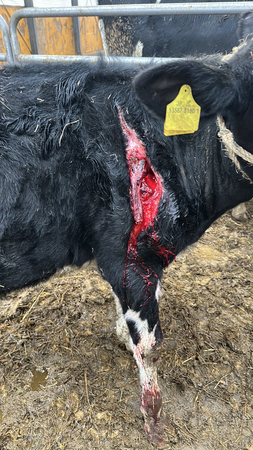 【ヒグマ速報】乳牛66頭を襲い続けた怪物ヒグマ「OSO18」苦い記憶が残る標茶町の牧場でウシが40センチの傷…筋肉が断裂し血だらけ＿クマに襲われた可能性…牧場主「今まで見たことない傷」〈北海道〉