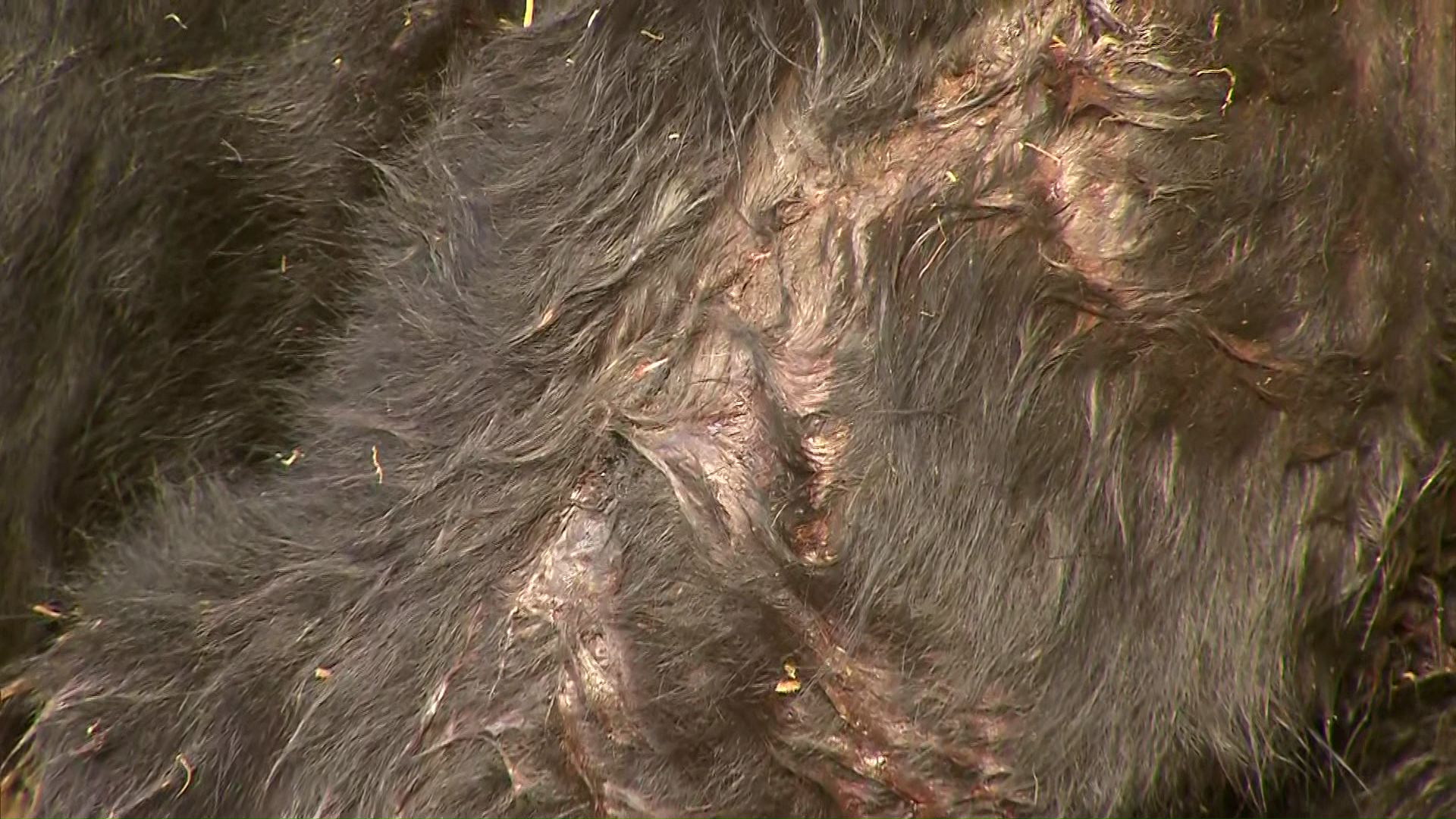 天然オニビシ種付き⚠️北海道、沖縄県、離島は発送しません⚠️ご注意下さい‼️⚠️ Shocking footage] Rivers are blocked off to completely contain the