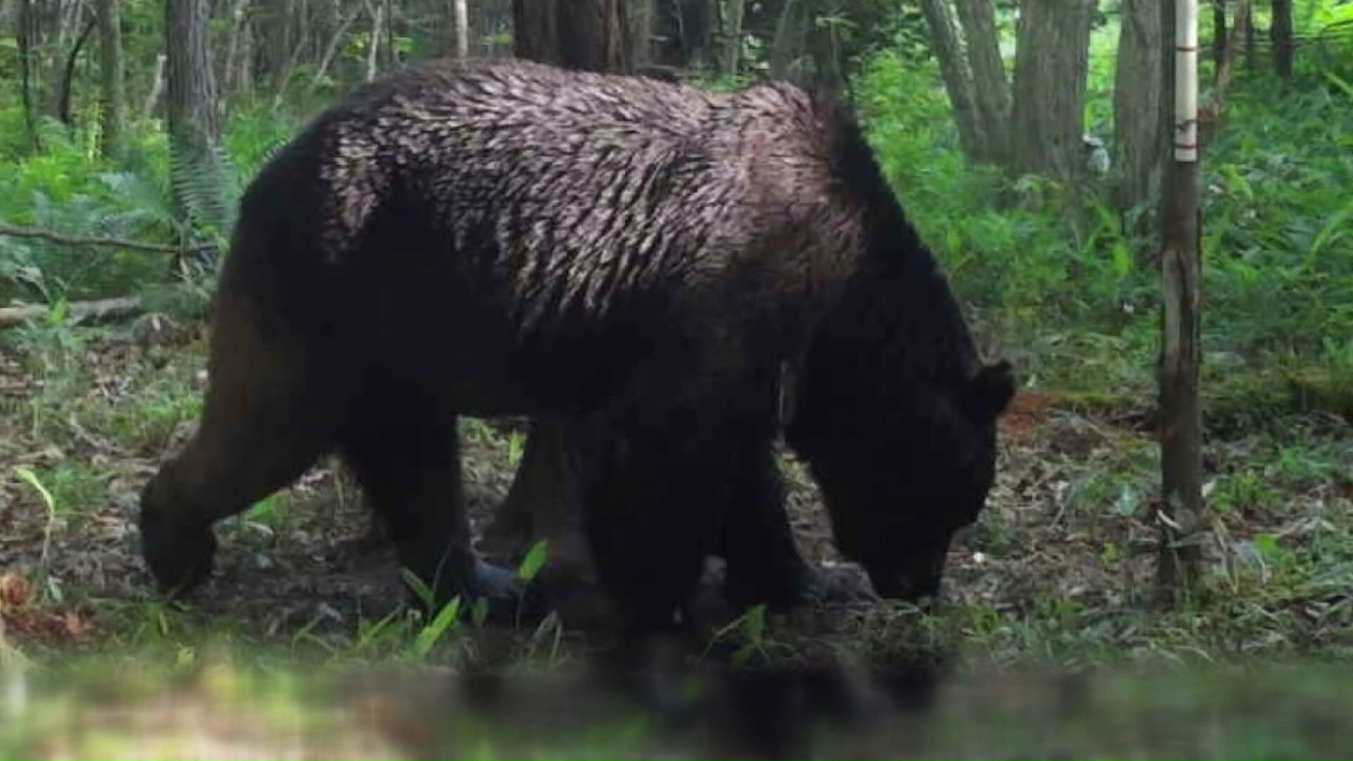 OSO18(提供:標茶町)