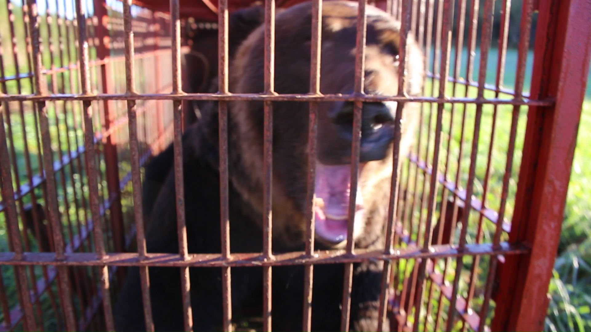 体重300キロの巨大なヒグマ（提供：苫前町猟友会 林豊行会長）