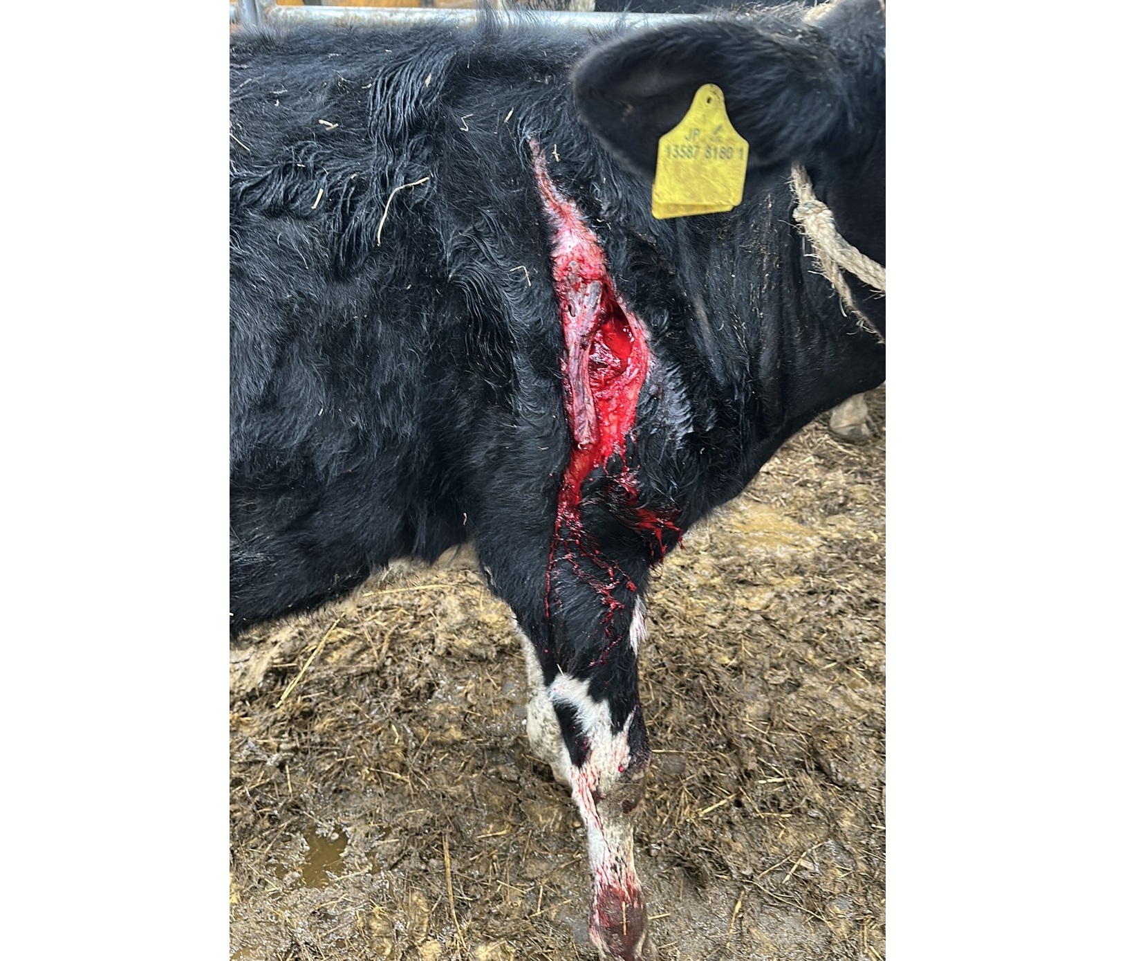 【ヒグマ続報】「骨も砕かれていた」ウシ60頭以上襲った