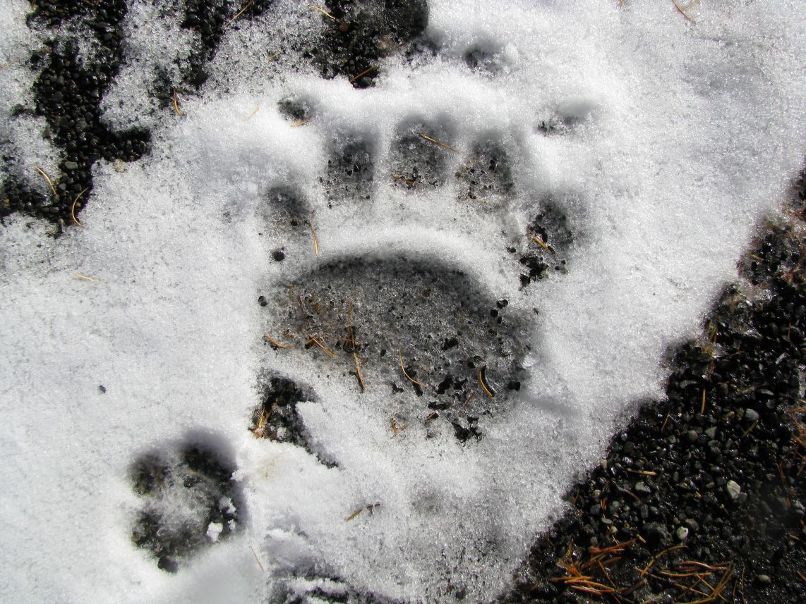 ヒグマの足跡(提供:札幌市)