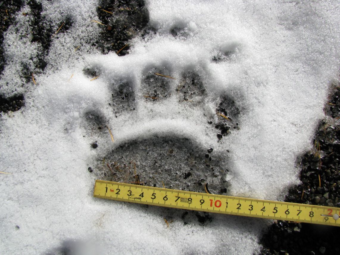 ヒグマの足跡（提供：札幌市）