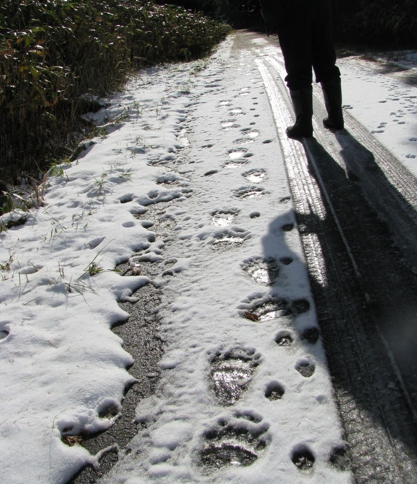 ヒグマの足跡（提供：札幌市）