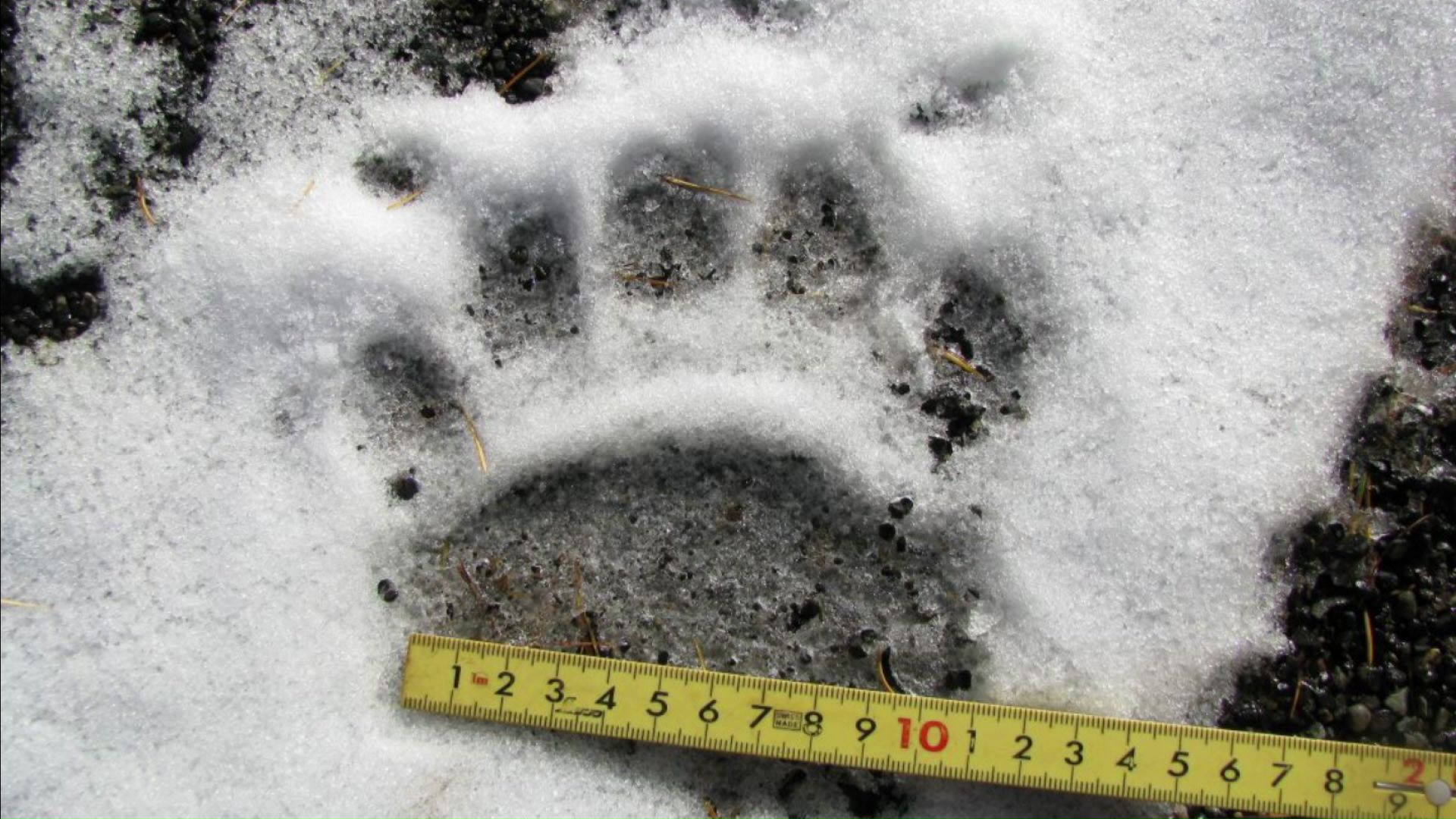 発見されたクマの足跡(提供:札幌市)