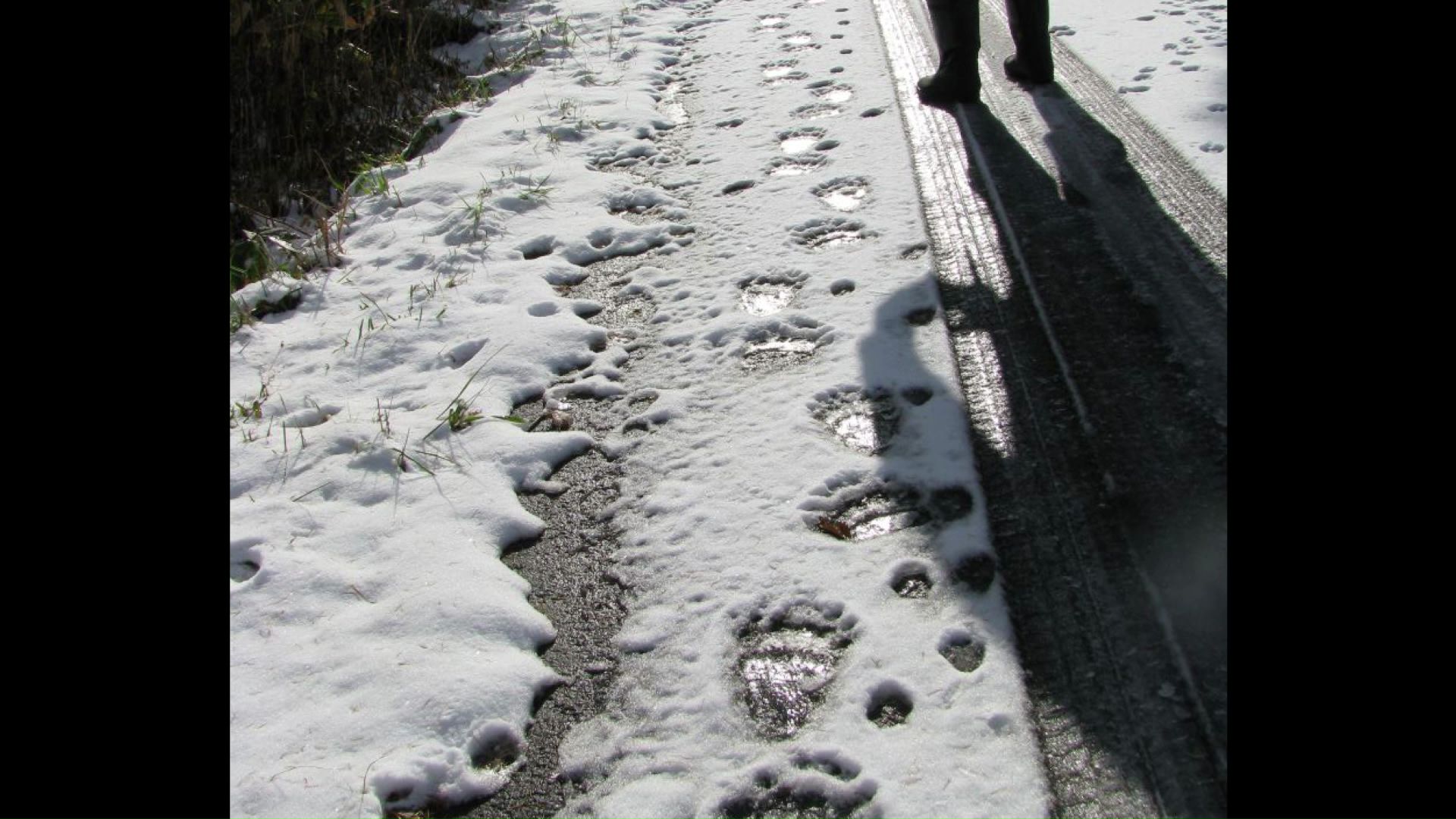 点々と続く（提供：札幌市）