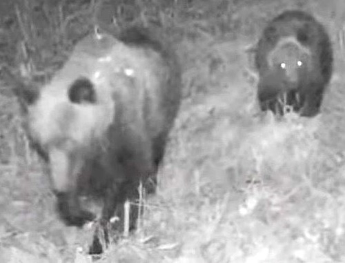 【ヒグマ速報】緊急銃猟も実施された2025年度のクマ駆除数は速報値で963頭…11月も道内各地で出没続き1000頭超える可能性大＿2024年度は”過去3番目に多い”1026頭で確定＿人間との境界線あい