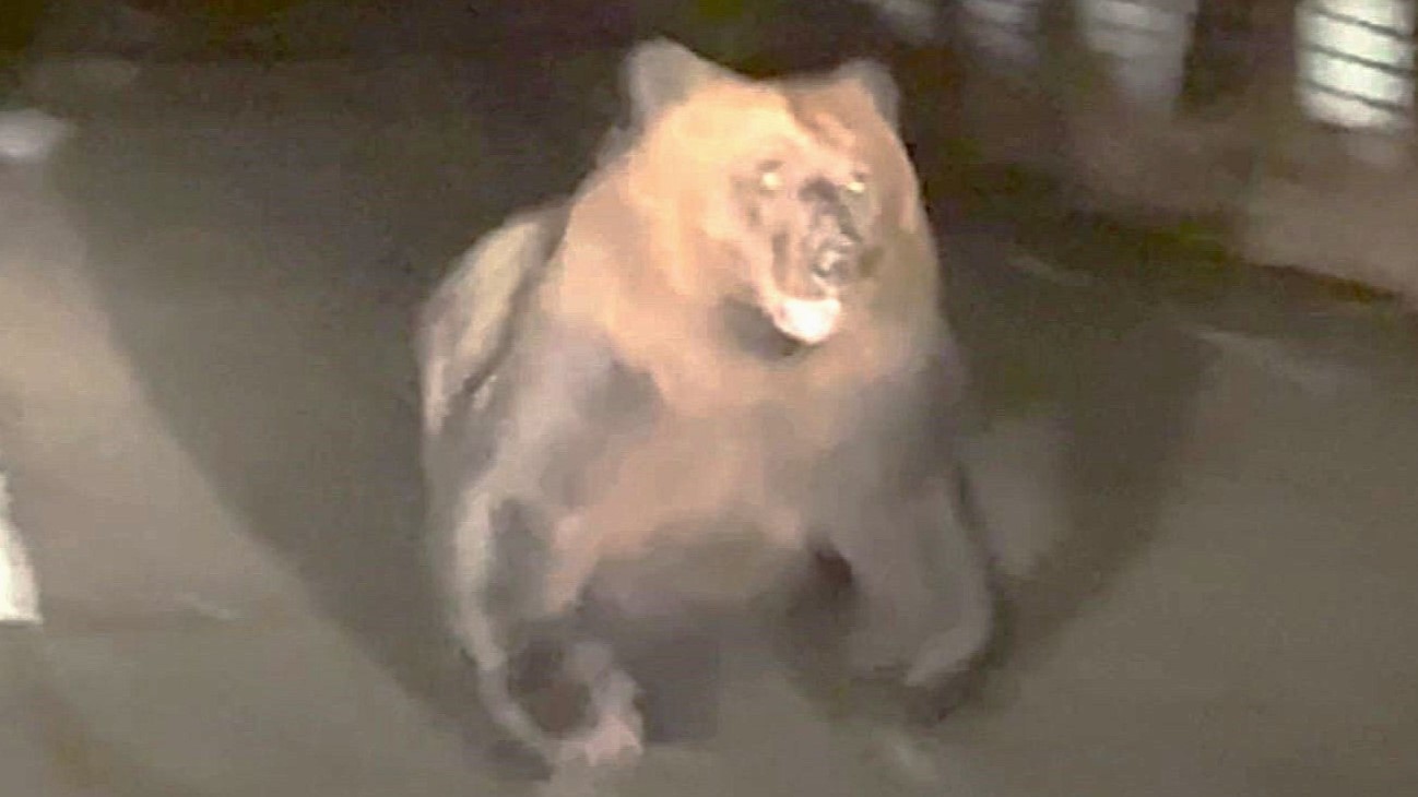 親グマは体長が2メートル近くあったとみられる